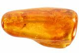 Fossil Fly (Diptera) In Baltic Amber #73313-1